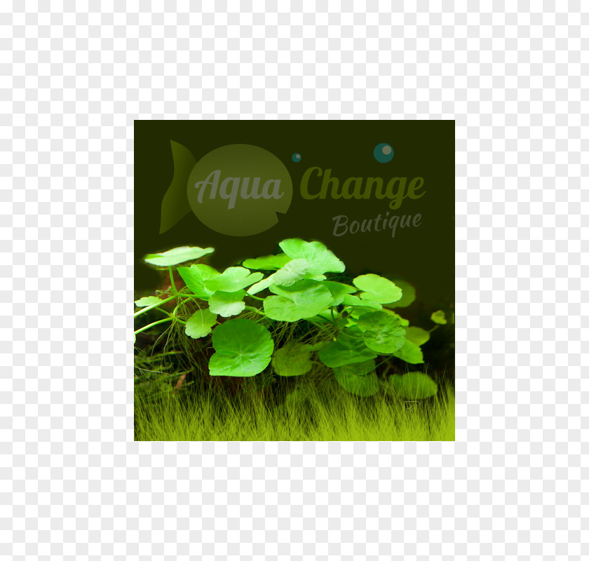 Leaf Herb Annual Plant Text Messaging PNG