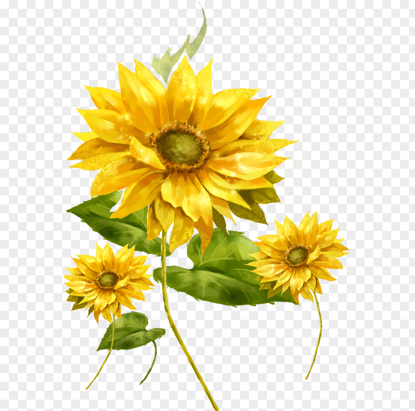 Sunflower Common Picture Frame Illustration PNG