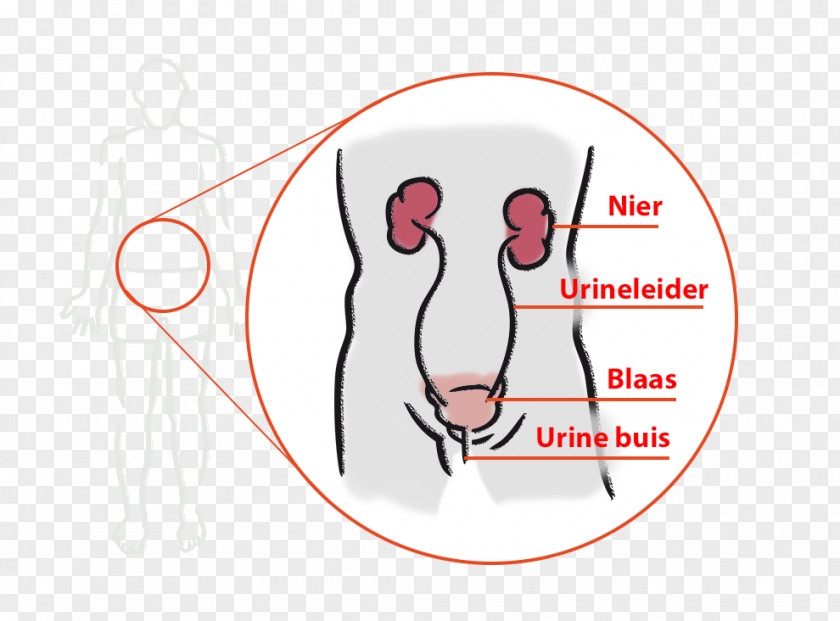 Urinating Ear Logo Brand Thumb Human Behavior PNG