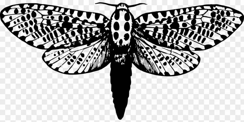 Butterfly Giant Leopard Moth Insect Clip Art PNG