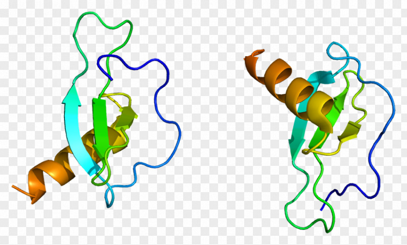 CCL17 CC Chemokine Receptors CCL22 Cytokine PNG