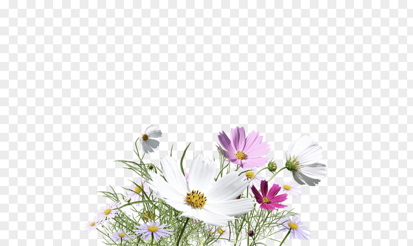 Decorative Floral Elements Flower PNG