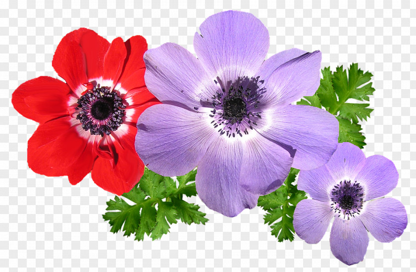 Flower Anemone Annual Plant Spring Perennial PNG