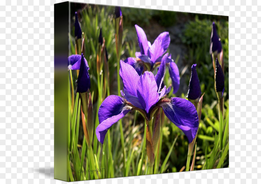 Iris Watercolor Northern Blue Flag Wildflower Irises PNG