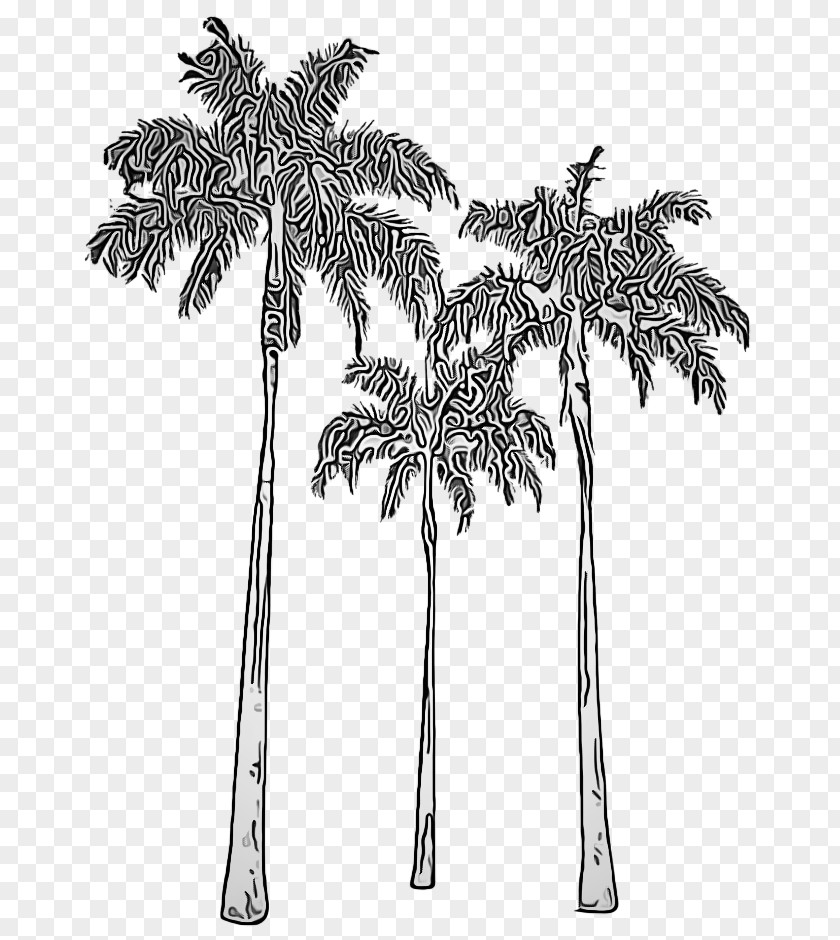 Plant Stem Elaeis Palm Tree PNG