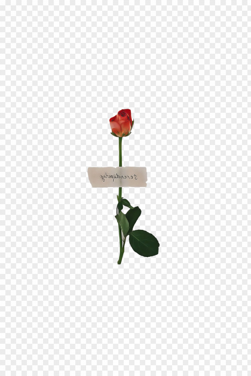 Rose PNG