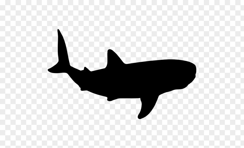Shark Whale Cetacea Clip Art PNG