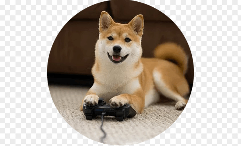 Shiba Inu Akita Dogecoin Dog Breed PNG