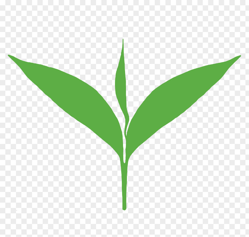 Tea Leaves Green Matcha Production In Sri Lanka White PNG