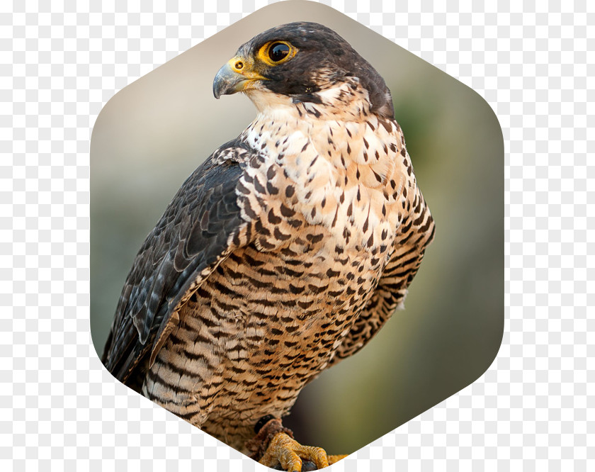 Bird Stock Photography Peregrine Falcon PNG