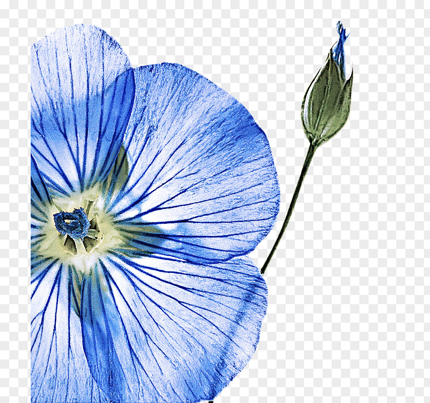 Blue Flower Plant Petal Morning Glory PNG