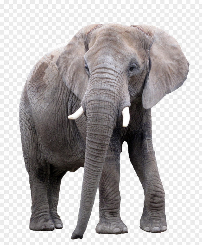Elephants Asian Elephant African Photography PNG