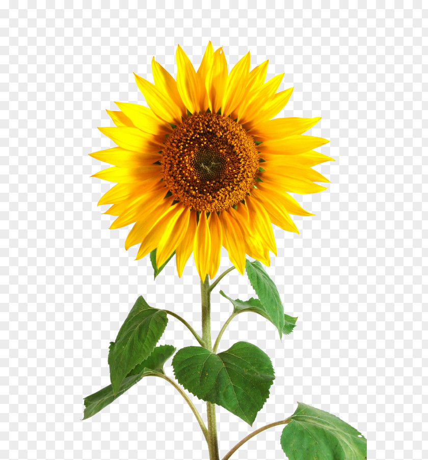 Flower Common Sunflower Perennial Seed Plant PNG