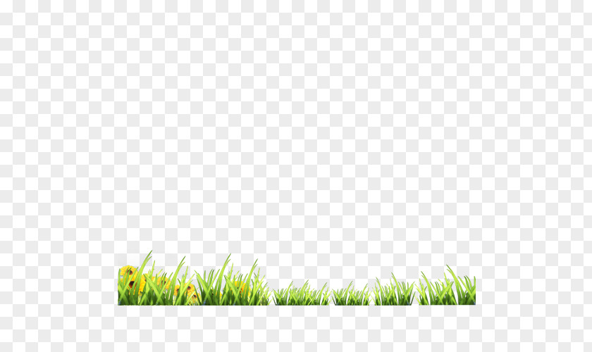 Green Grass Google Images Download PNG