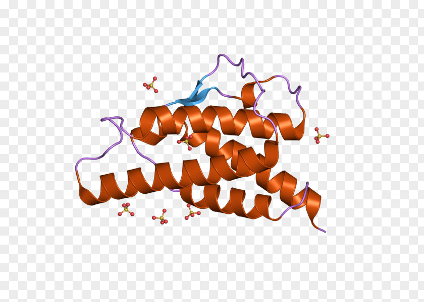 Interleukin 4 T Helper Cell MHC Class II Th2 Cytokine PNG