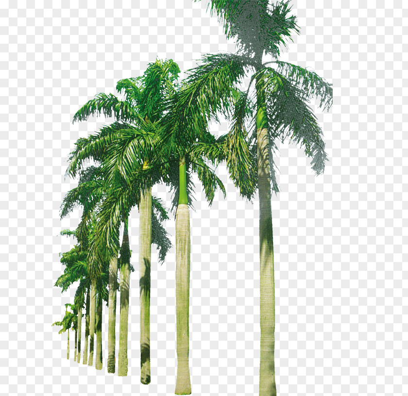Palm Beach Coconut Arecaceae PNG