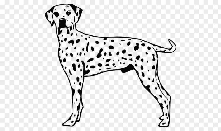 Puppy Dalmatian Dog English Cocker Spaniel Breed PNG