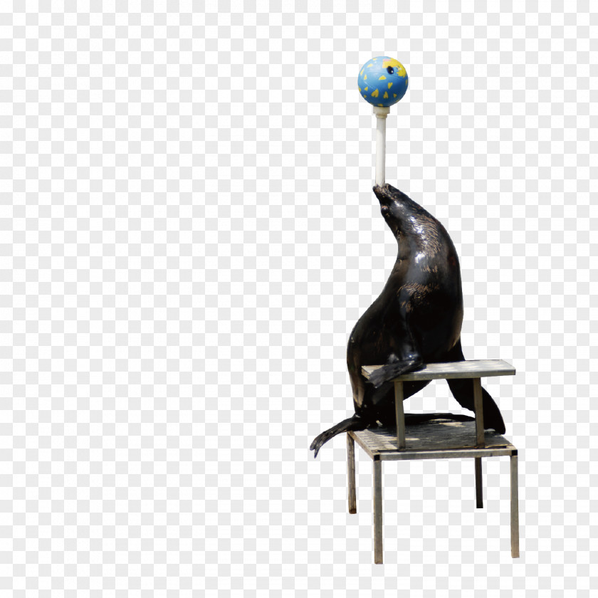 The Playing Seal Earless Sea Lion PNG