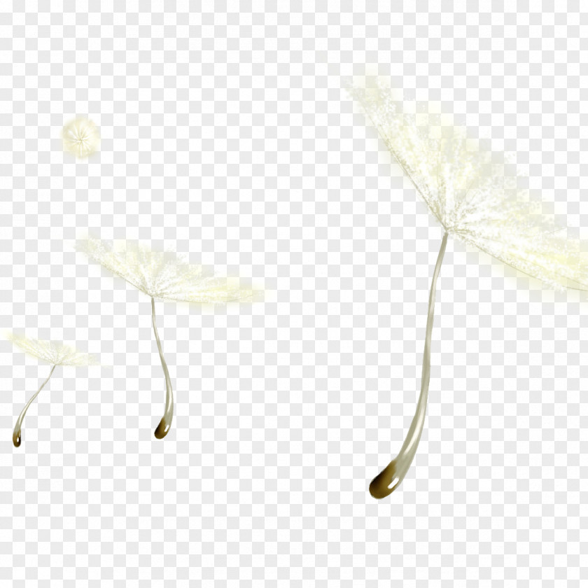White Dandelion Black And PNG