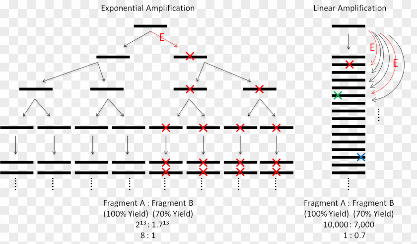 Amplifikacija Polymerase Chain Reaction Write Amplification PNG