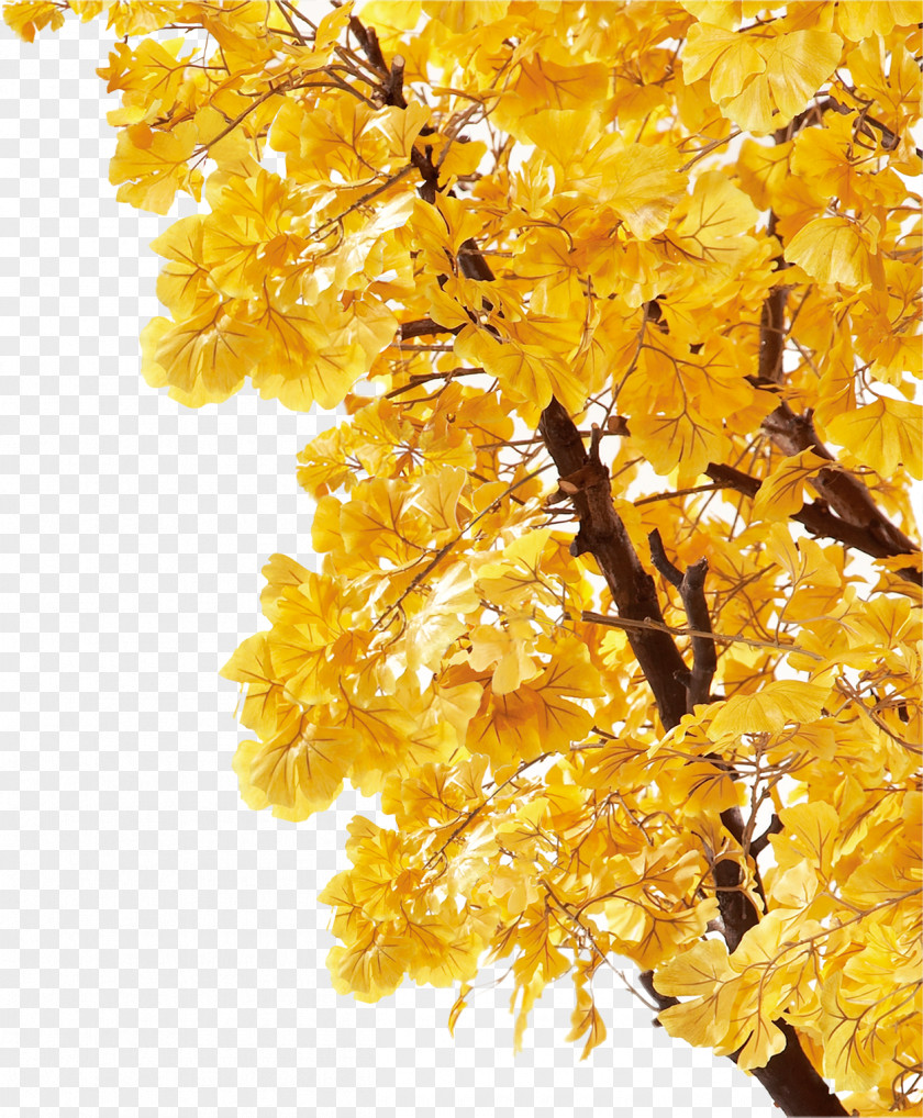 Autumn Leaves Yellow Leaf Deciduous Poster PNG