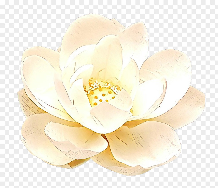 Blossom Cut Flowers White Petal Flower Yellow Plant PNG