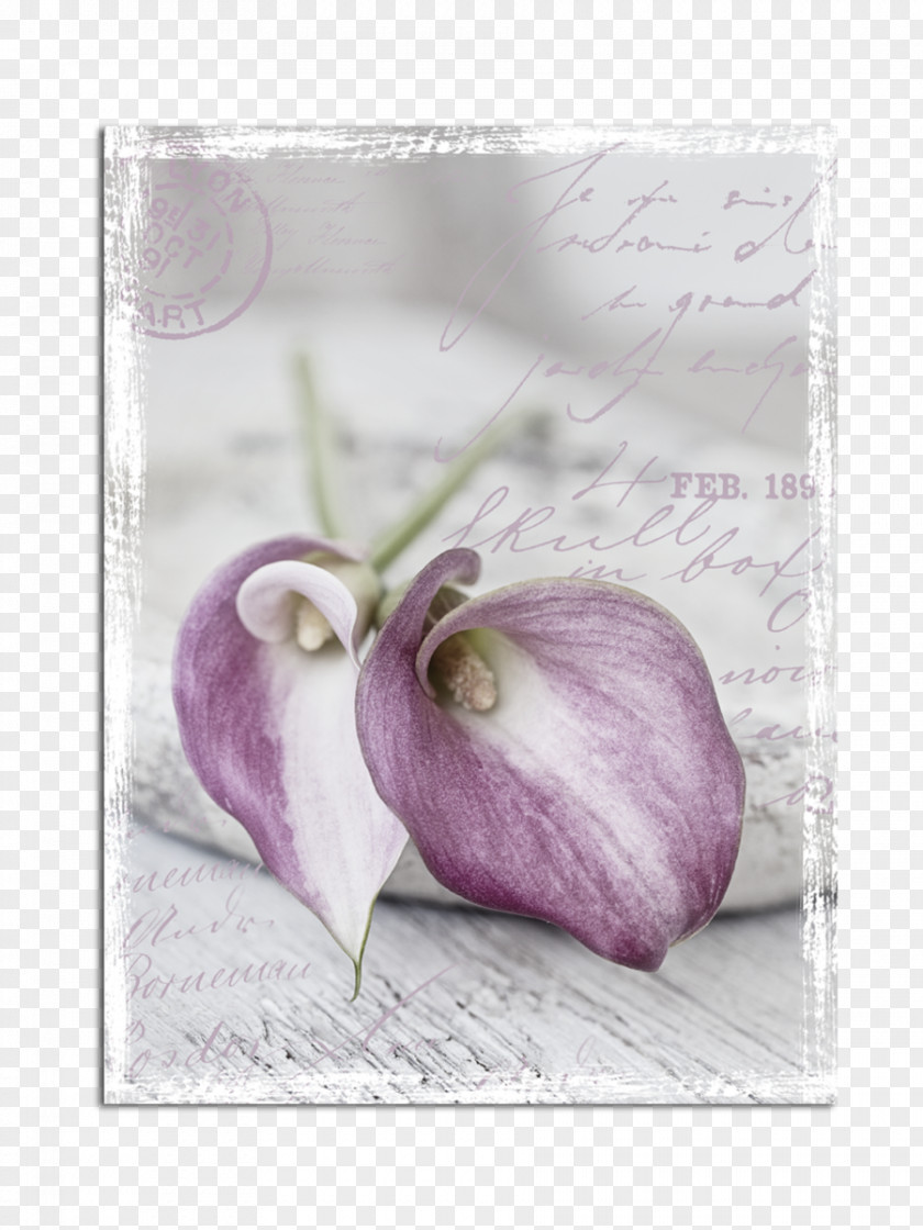 Blume Leinwandbild 7 Castleton Home Still Life Photography PNG