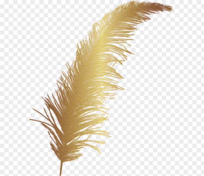 Cartoon Golden Feather Clip Art PNG