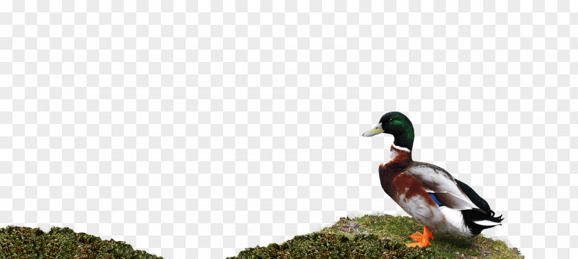 Goose Mallard Duck Fauna Beak PNG