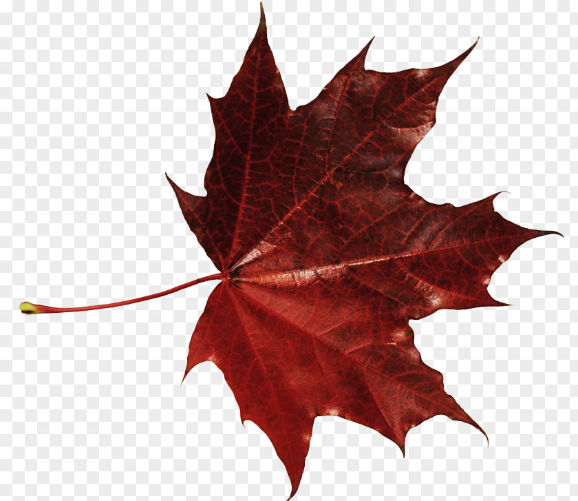 Maple Sweet Gum Leaf PNG