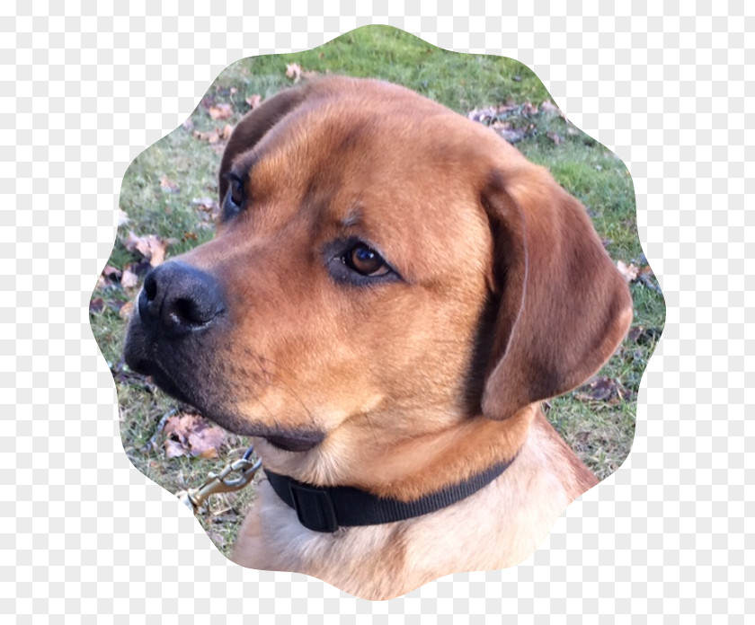 Rambo Redbone Coonhound English Foxhound Treeing Walker Black Mouth Cur Rare Breed (dog) PNG