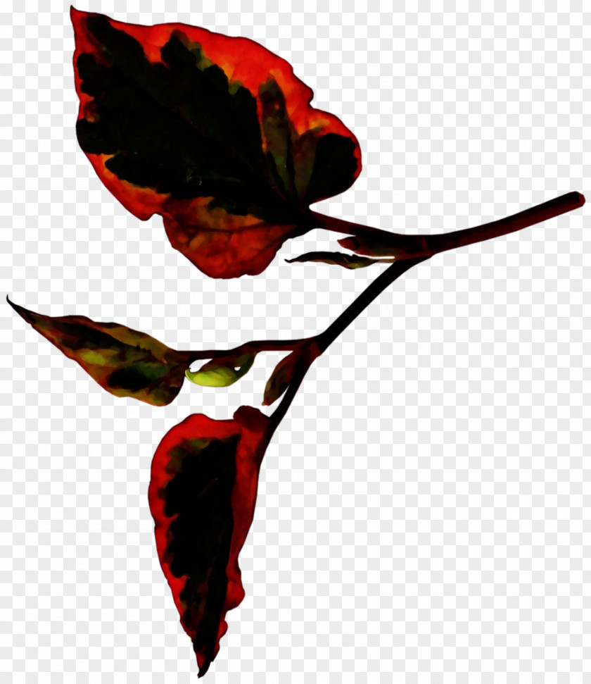 Chili Pepper Hummingbird Rose Leaf PNG