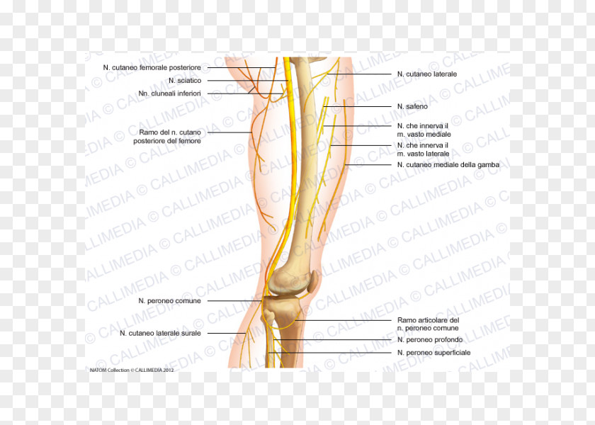 Chino Thumb Common Peroneal Nerve Knee Femoral PNG