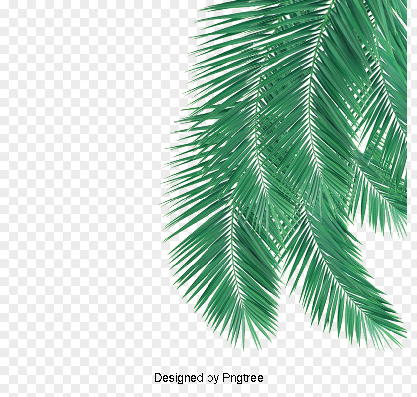 Leaf Palm Trees Image Fir PNG