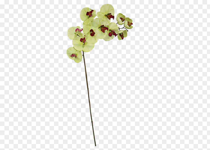 Moth Orchids Body Jewellery Plant Stem PNG