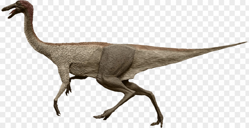 Ostrich Gallimimus Moab Giants Velociraptor Common PNG