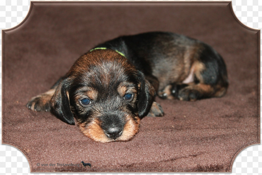 Puppy Dog Breed Black And Tan Coonhound Aretus PNG