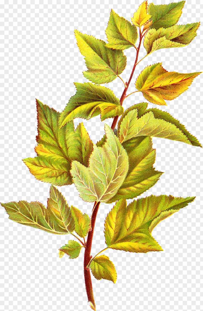 Foliage Leaf Branch Clip Art PNG