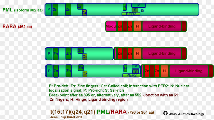 Hybrid Acute Promyelocytic Leukemia Chromosomal Translocation Progressive Multifocal Leukoencephalopathy Myeloid PNG