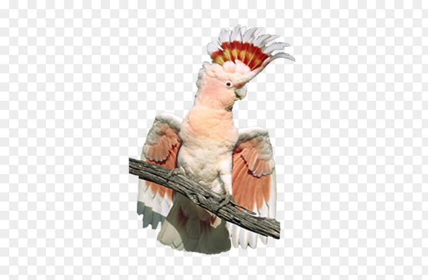 Parrot Major Mitchells Cockatoo Bird Crest Cockatiel PNG