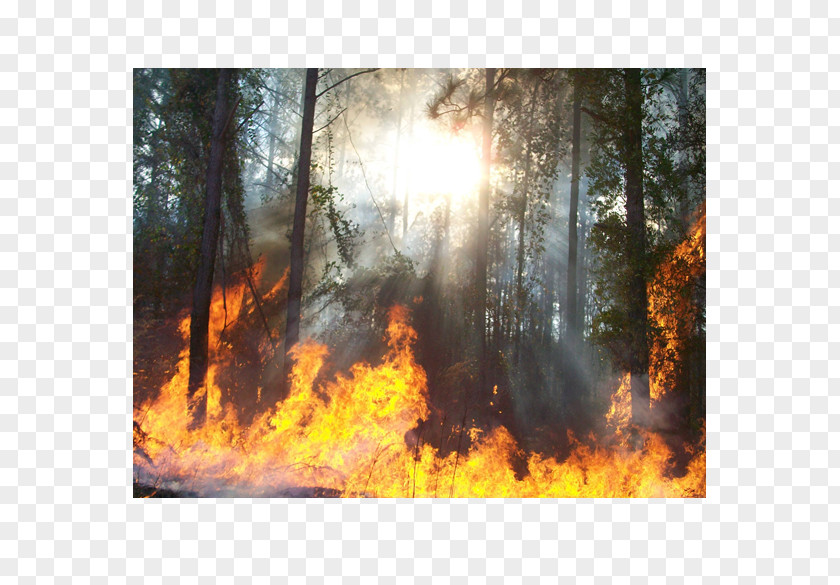 Fire Forest Temperate Broadleaf And Mixed Montana Heat Landscape PNG