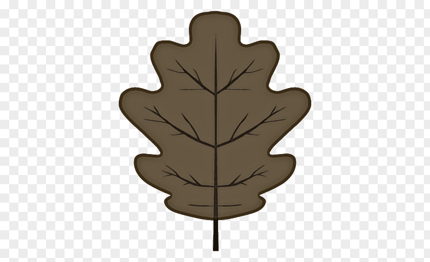 Oak Plane Maple Leaf PNG