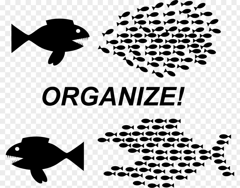 Organise Fish Organization Clip Art PNG