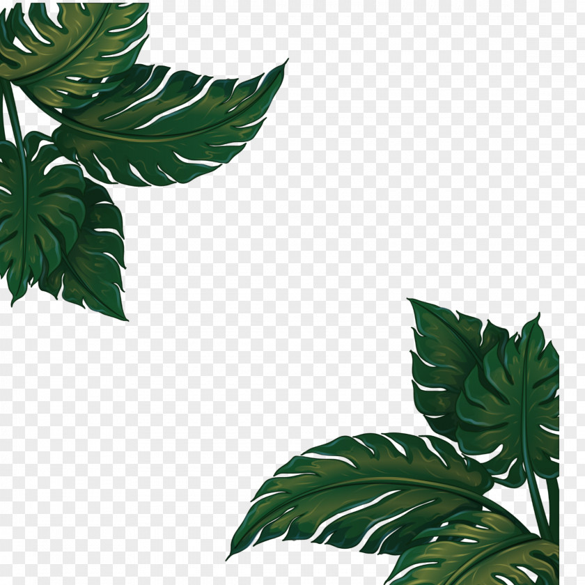 Plants Vector Hardy Banana Leaf PNG
