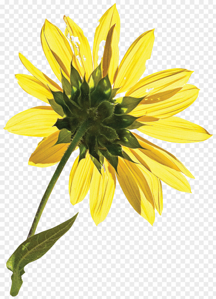 Sunflower Common Petal Seed Clip Art PNG