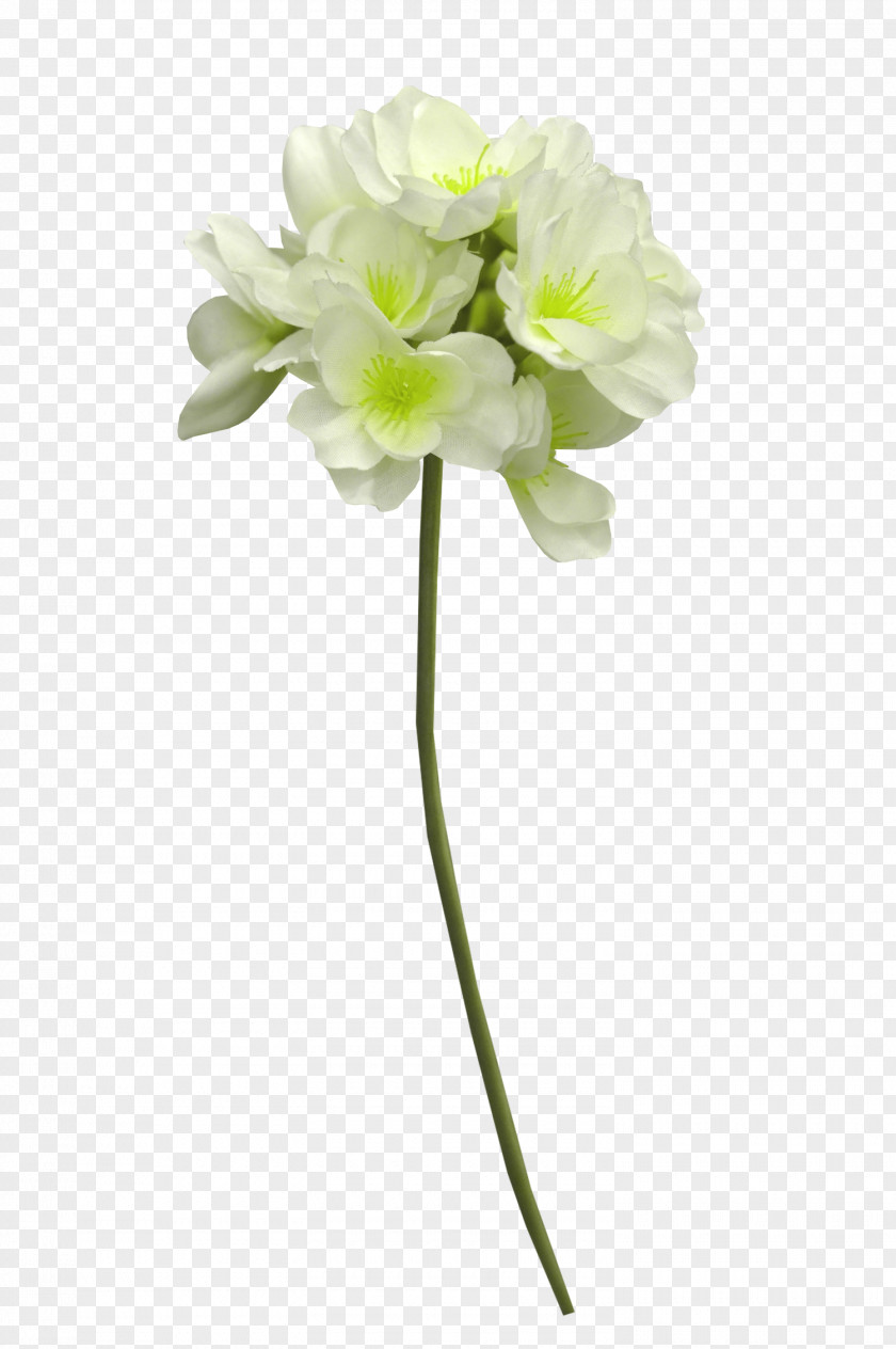 White Flowers Cut Cape Jasmine PNG