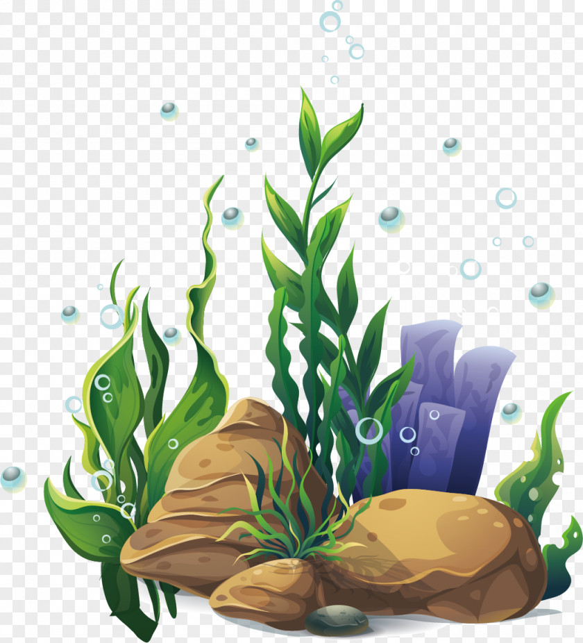 Aquatic Plants Cartoon PNG