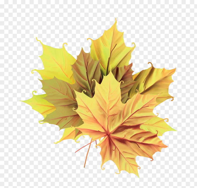 Autum Streamer Image Leaf Autumn Clip Art PNG