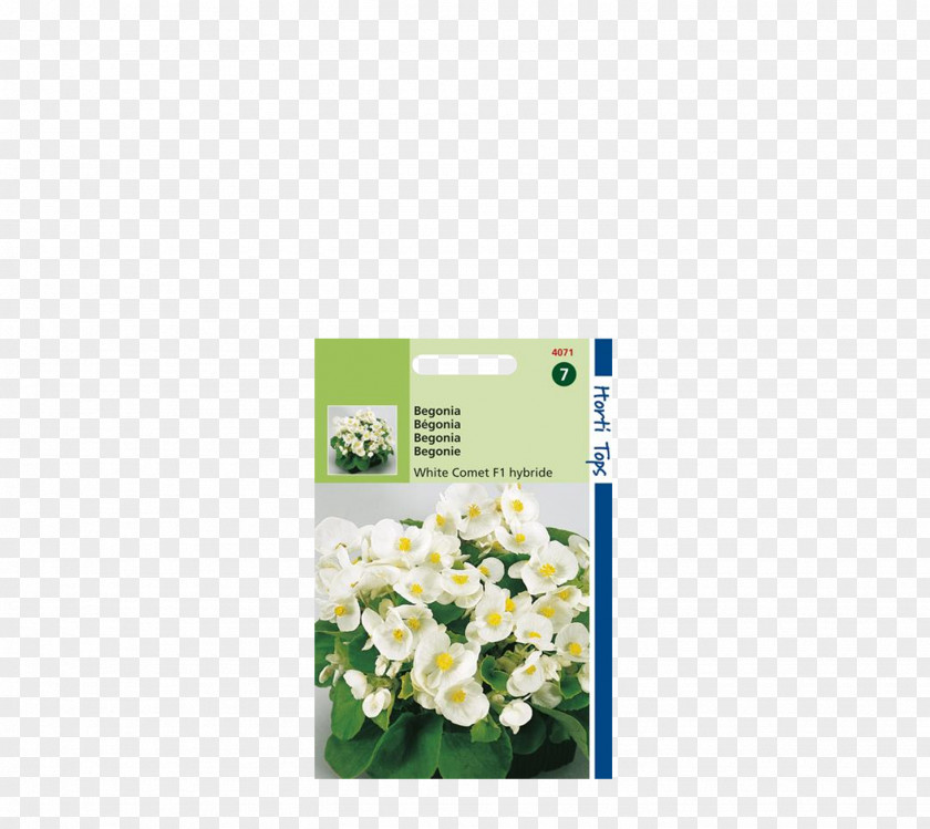 Begonia Les Bégonias Wax White Formula 1 Plants PNG
