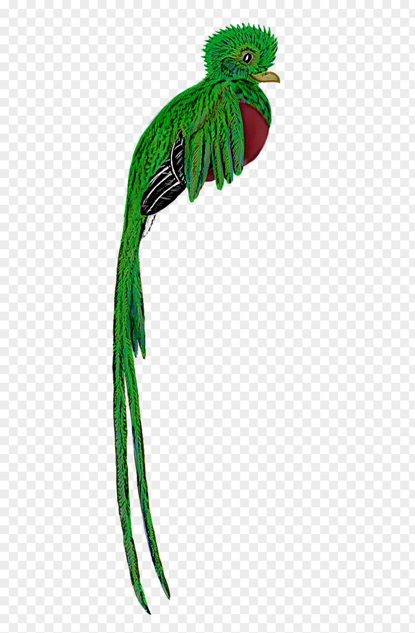 Costume Accessory Beak Green Quetzal Plant Parrot Bird PNG